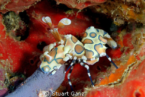 Harliquin shrimp reeling in the catch of the day. by Stuart Ganz 